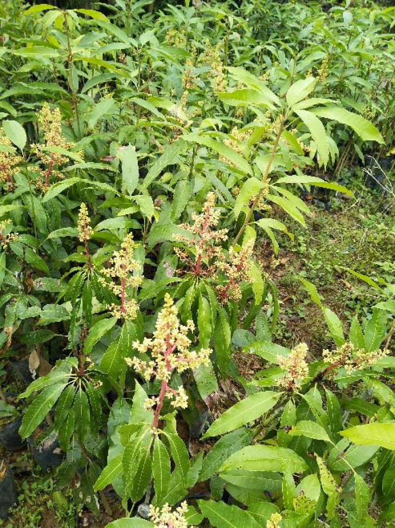 芒果苗四季芒果苗