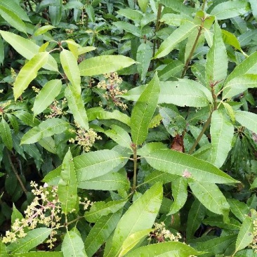 芒果苗四季芒果苗
