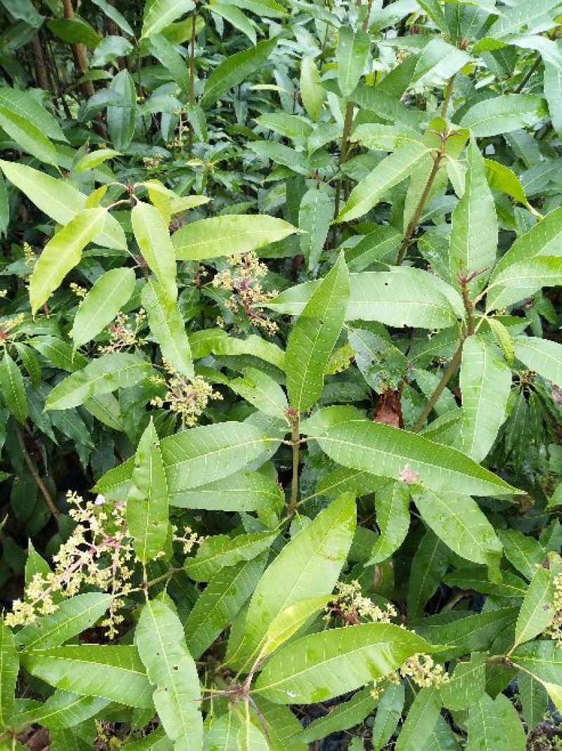 芒果苗四季芒果苗