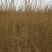 京桃4~6cm2.5~3米