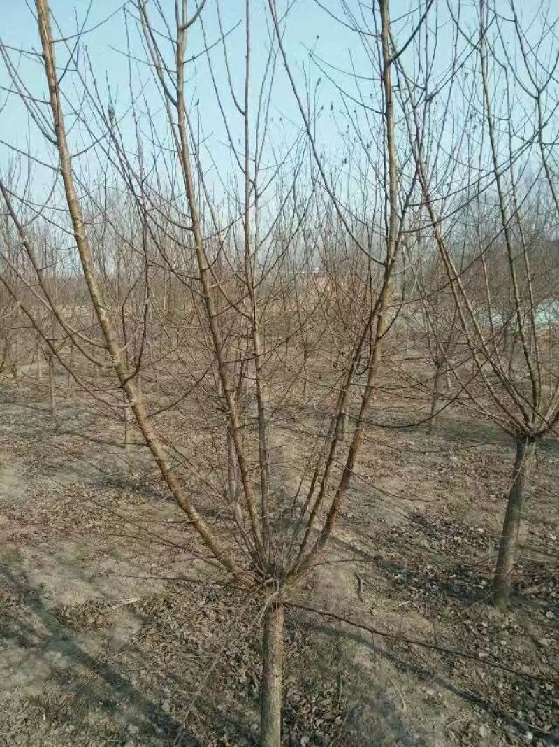 京桃4~6cm2.5~3米