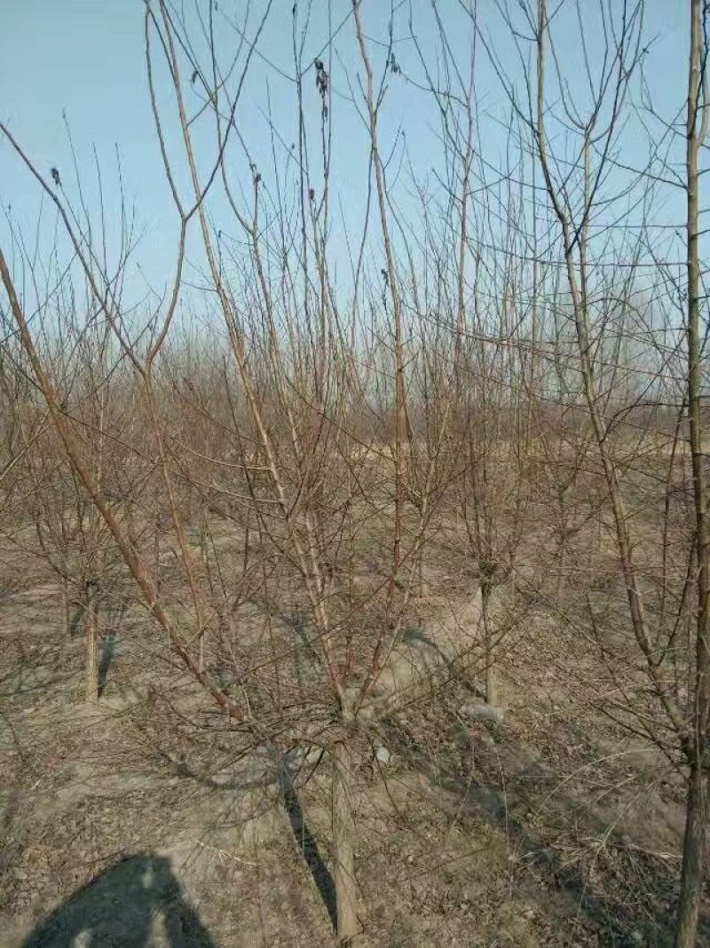 京桃4~6cm2.5~3米