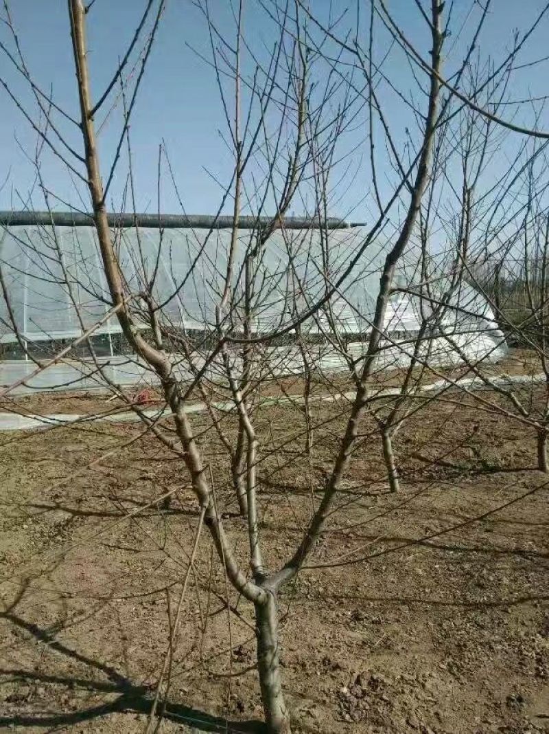 京桃4~6cm2.5~3米