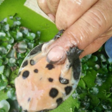 鳖小苗,3公分大小