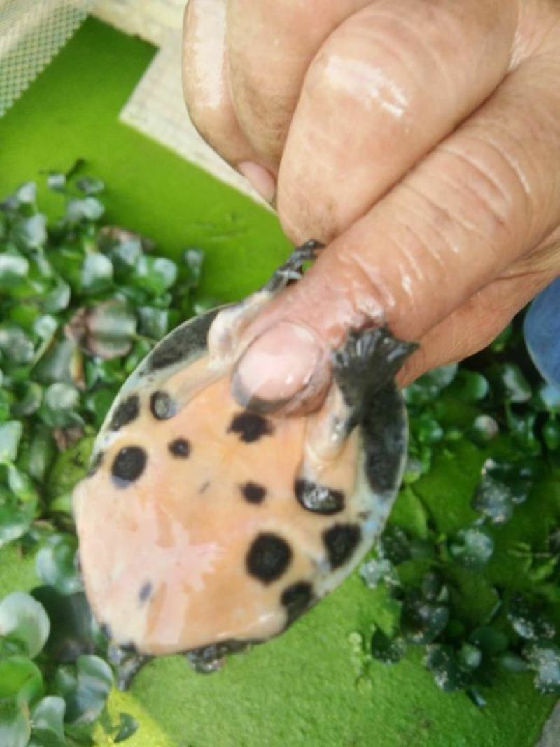 鳖小苗,3公分大小