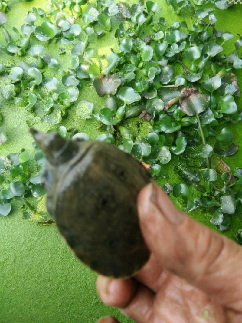 鳖小苗,3公分大小