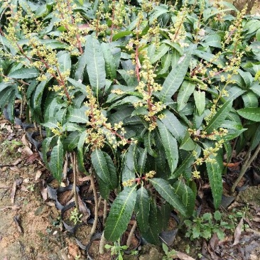 金煌芒树苗1m以下