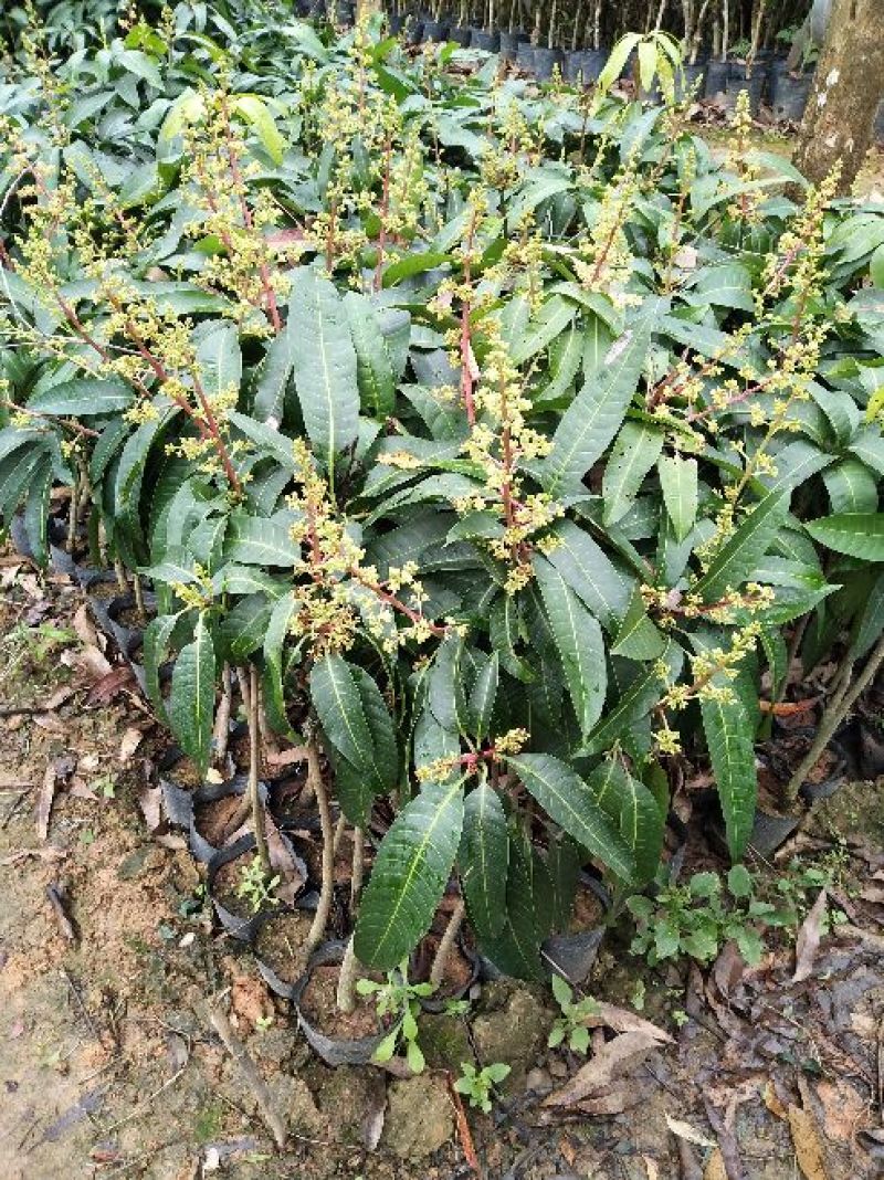 金煌芒树苗1m以下