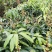 金煌芒树苗1m以下