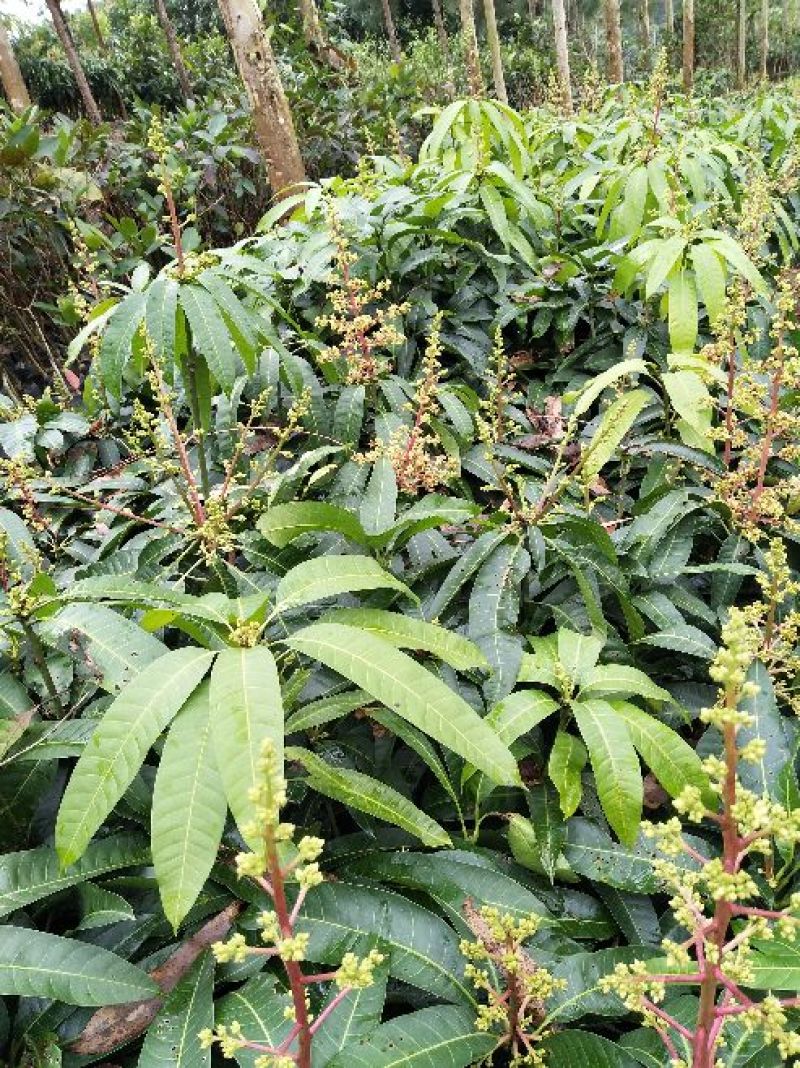 金煌芒树苗1m以下