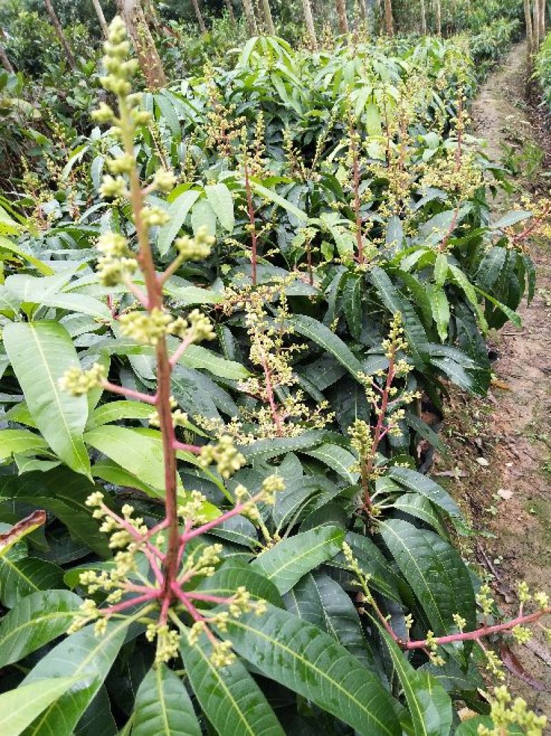 金煌芒树苗1m以下