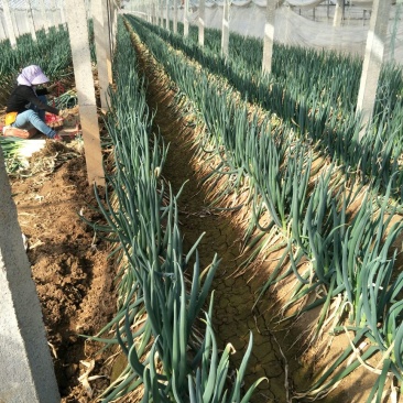 铁杆大葱30~40cm净葱2cm左右