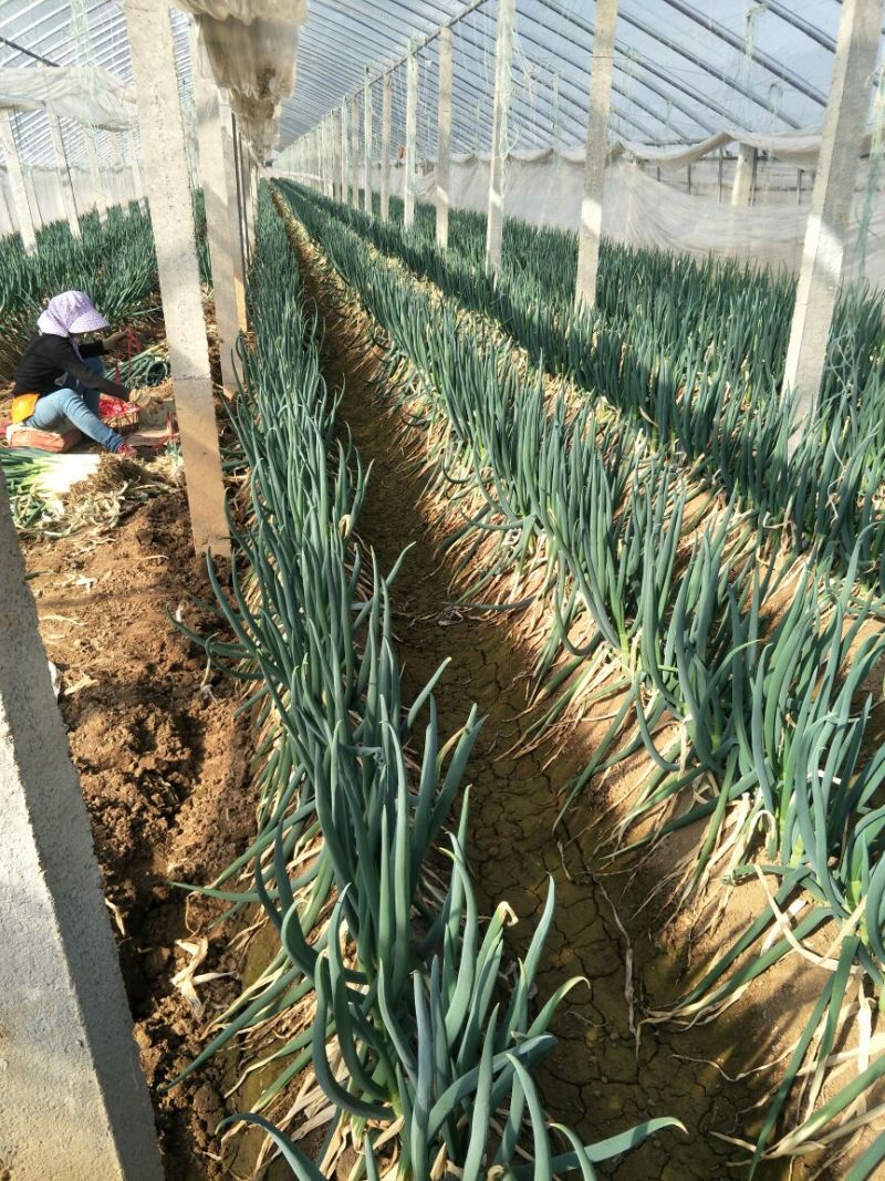 铁杆大葱30~40cm净葱2cm左右