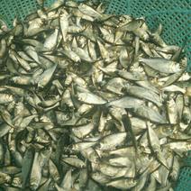 白鲢鱼人工养殖活鱼