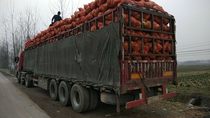 扁包菜甘蓝大白产地一手货源量大从优对接全国品种齐全
