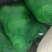 扁包菜甘蓝大白产地一手货源量大从优对接全国品种齐全