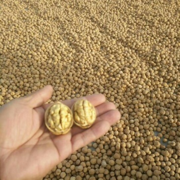 新疆185核桃去皮30~35mm干
