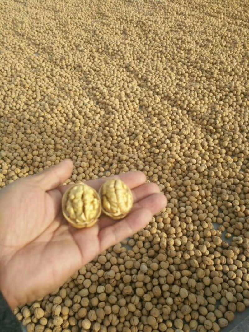 新疆185核桃去皮30~35mm干