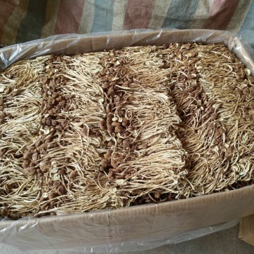 茶树菇8cm