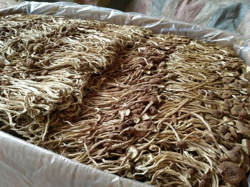茶树菇8cm