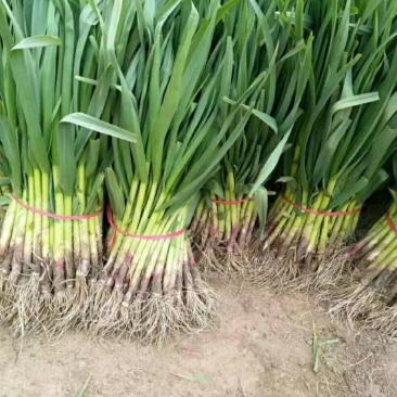 红根蒜苗50~60cm