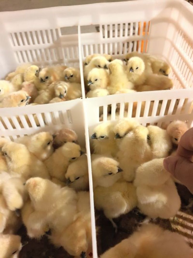 竹丝鸡苗出壳苗35~45克通货