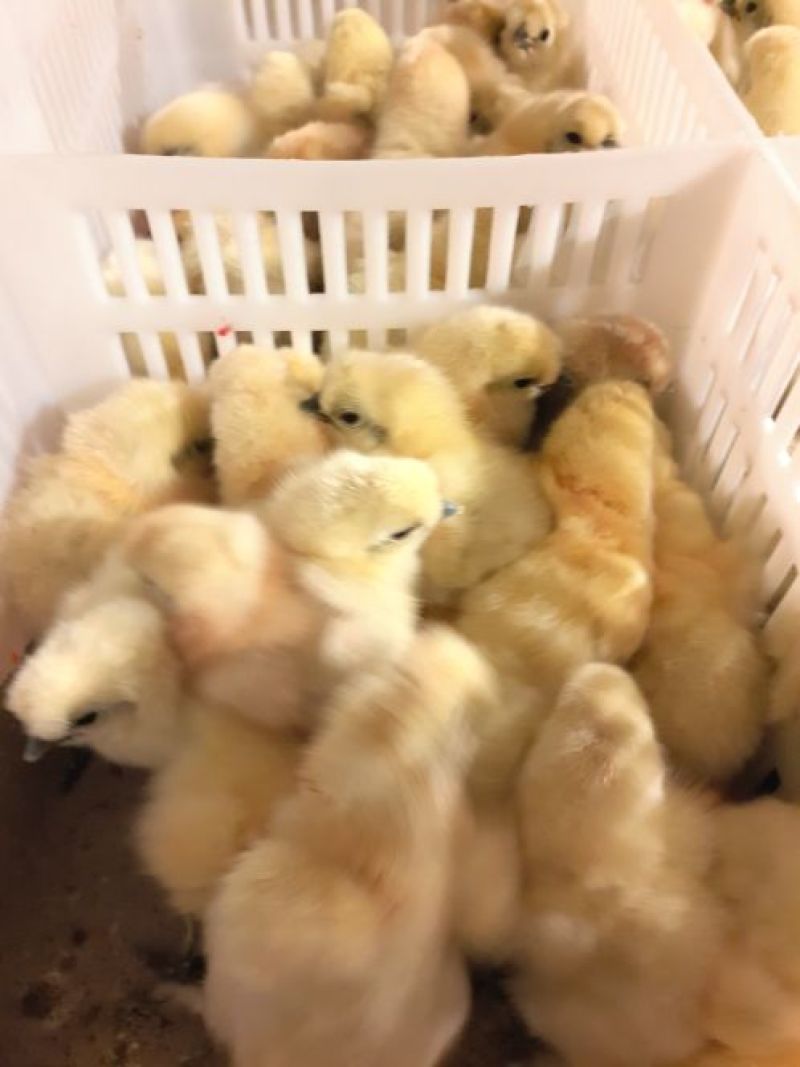 竹丝鸡苗出壳苗35~45克通货