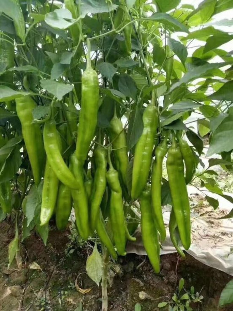 螺丝椒、大果拢椒王种苗、连续坐果率高辣椒苗