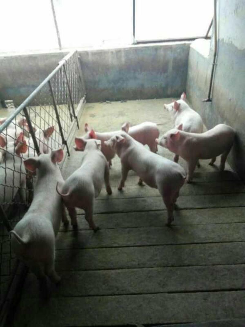 山东仔猪猪场抓猪货源充足防疫到位品种齐全