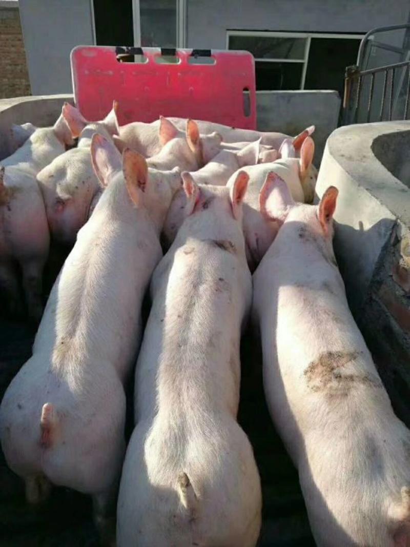 山东仔猪猪场抓猪货源充足防疫到位品种齐全