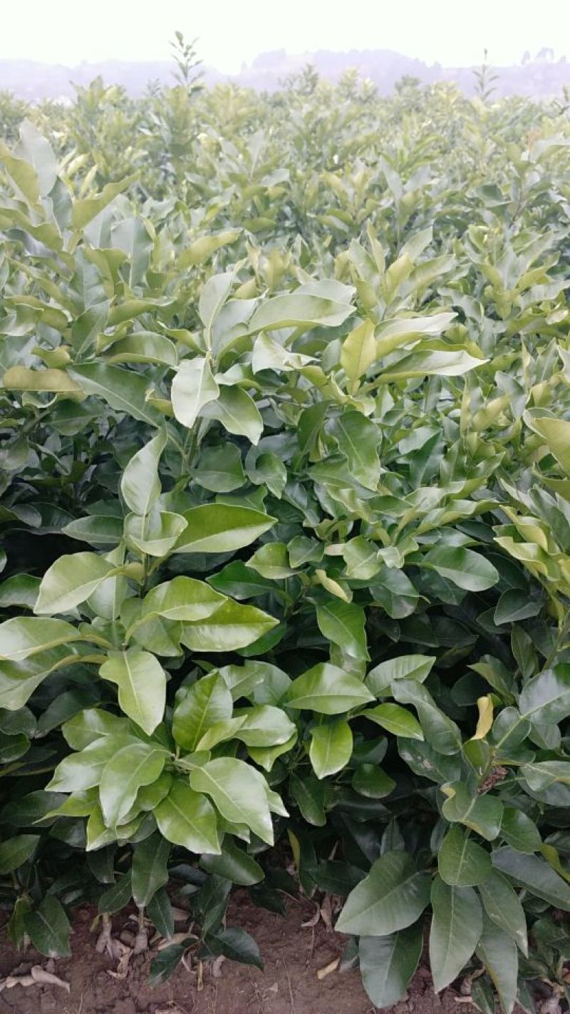 柚子树苗红心柚，红心蜜柚，个头大，肉红，口感佳