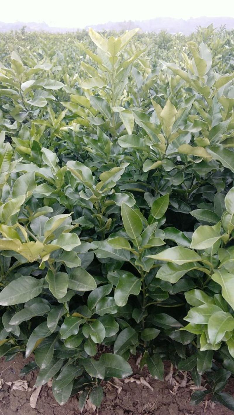 柚子树苗红心柚，红心蜜柚，个头大，肉红，口感佳