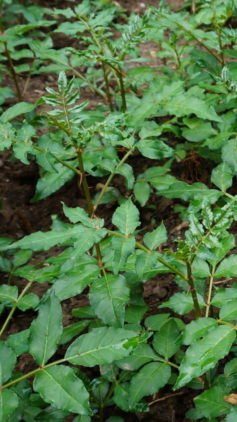 花椒籽花椒种子无刺花椒树收集育苗专用大红袍