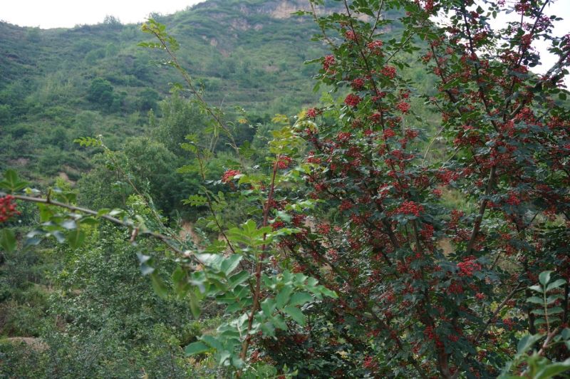 花椒籽花椒种子无刺花椒树收集育苗专用大红袍