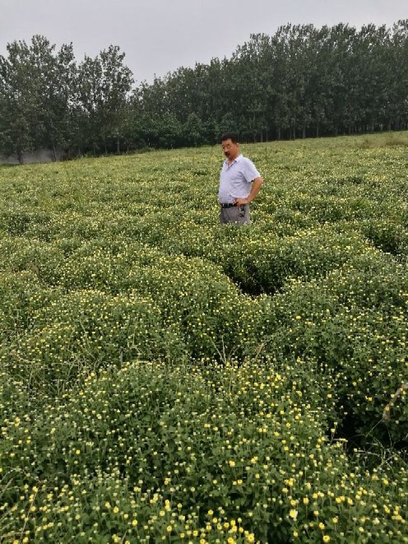 菊花苗北京菊菊花小苗高产量易管理