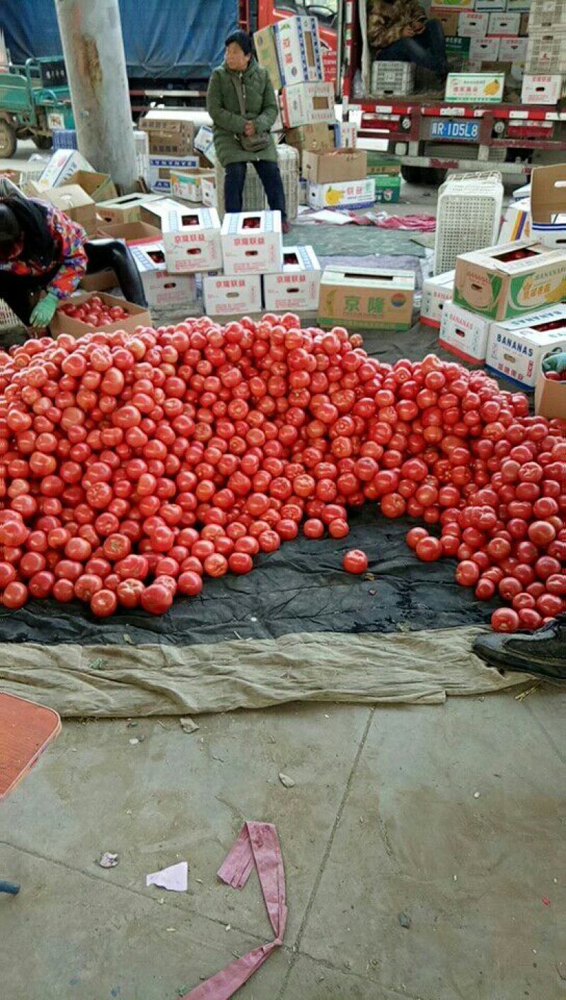 西红柿产地直供硬粉西红柿量大优惠欢迎联系可视频