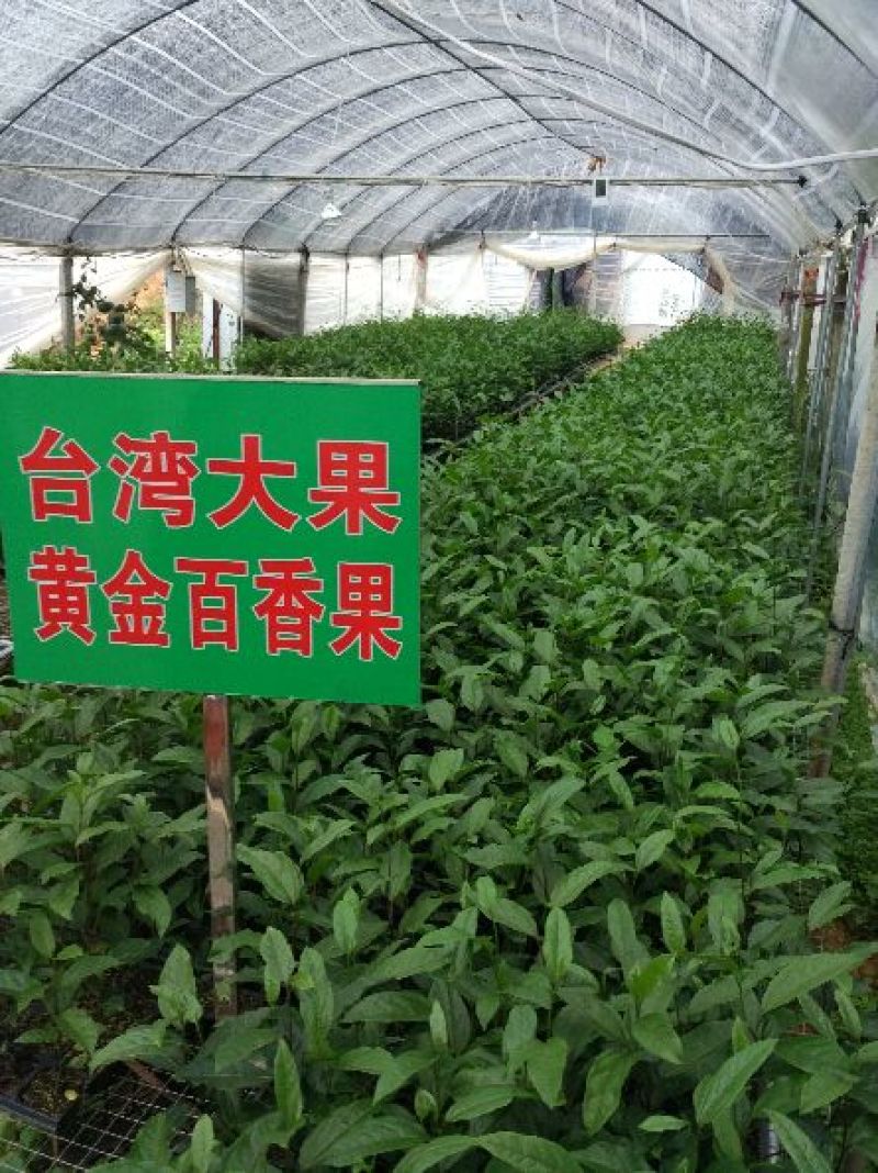 黄金百香果苗金霸粒一斤，金冠三粒