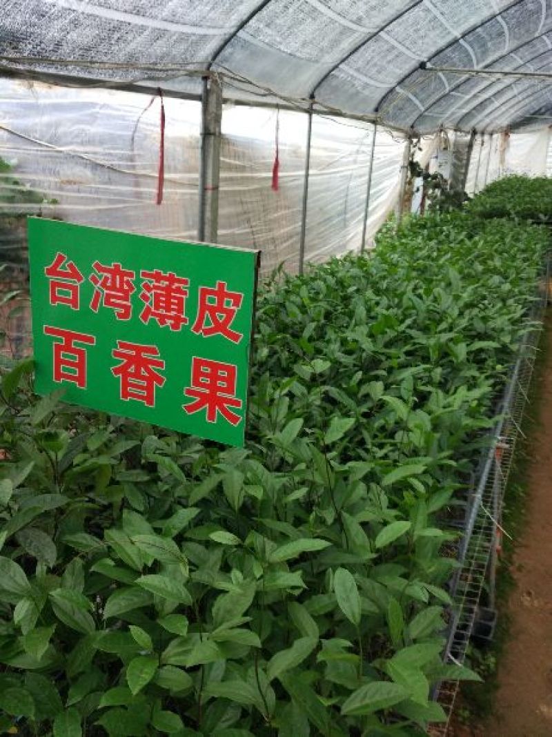黄金百香果苗金霸粒一斤，金冠三粒