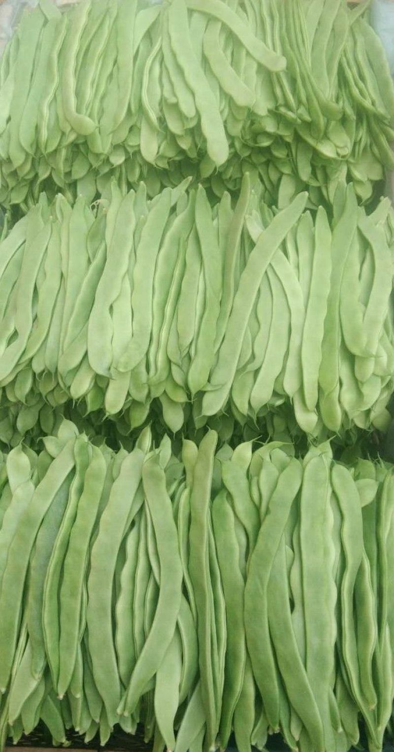 精品扁青芸豆鲜扁豆宽芸豆蔬菜产地直发条直20cm以上
