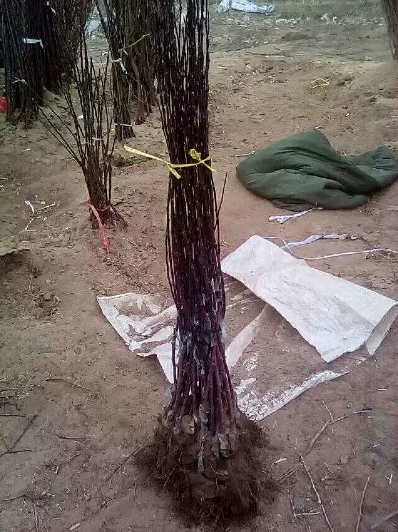 黄金维纳斯苹果苗矮化苹果苗矮化早结果
