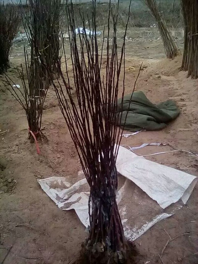 黄金维纳斯苹果苗矮化苹果苗矮化早结果