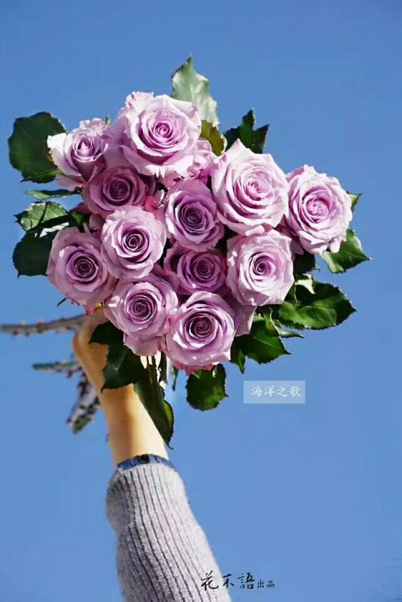 月季苗玫瑰苗花色多，品种全成活率高四季开花
