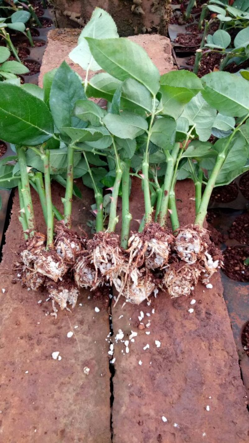 月季苗玫瑰苗花色多，品种全成活率高四季开花
