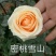 月季苗玫瑰苗花色多，品种全成活率高四季开花