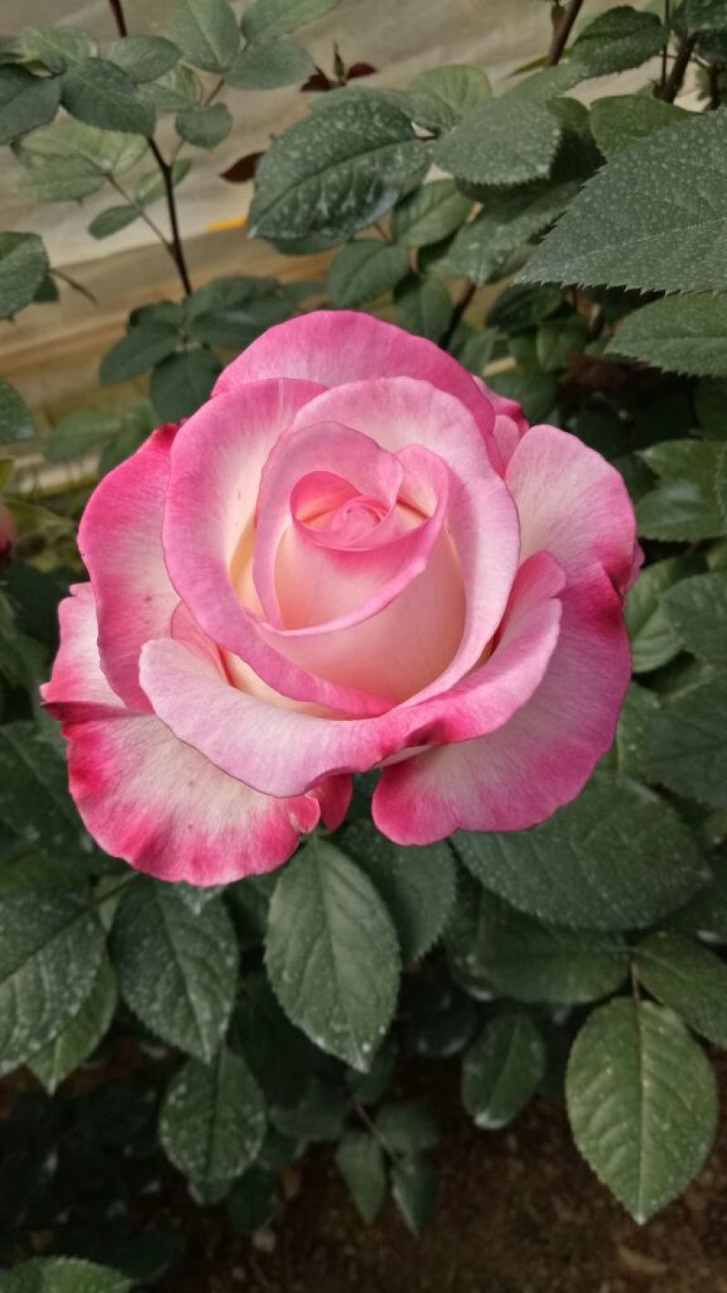 月季苗玫瑰苗花色多，品种全成活率高四季开花