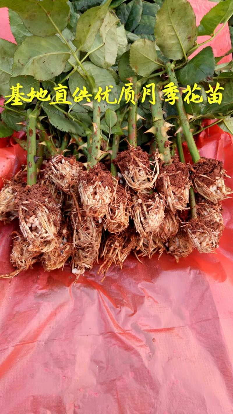 月季苗玫瑰苗花色多，品种全成活率高四季开花