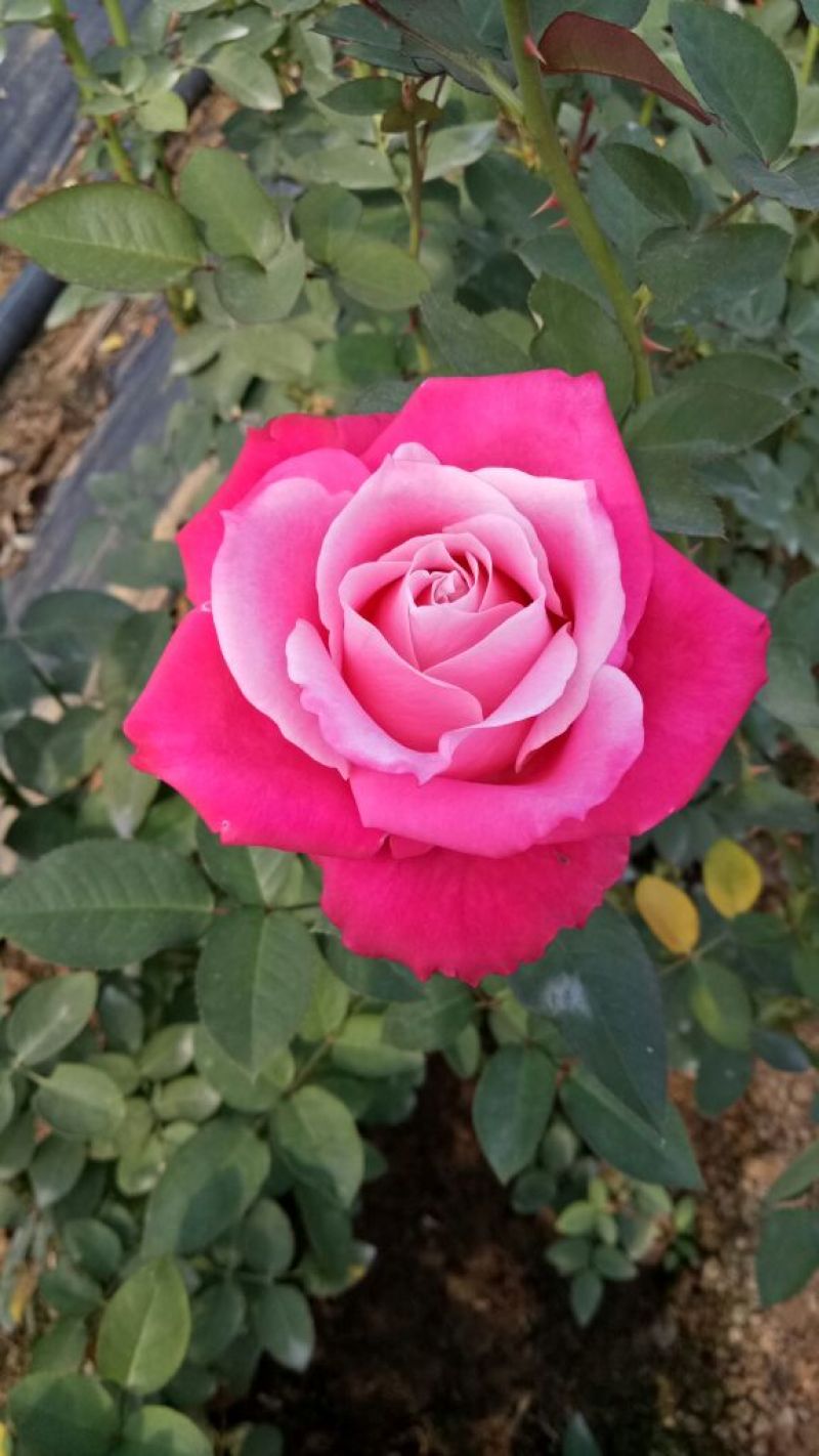 月季苗玫瑰苗花色多，品种全成活率高四季开花