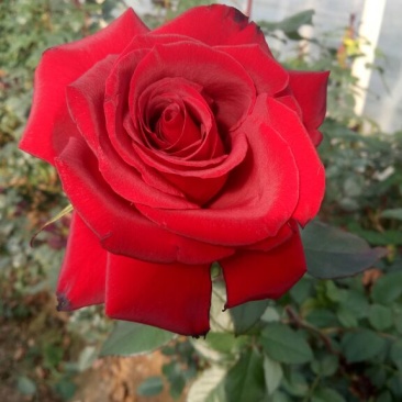 月季苗玫瑰苗花色多，品种全成活率高四季开花