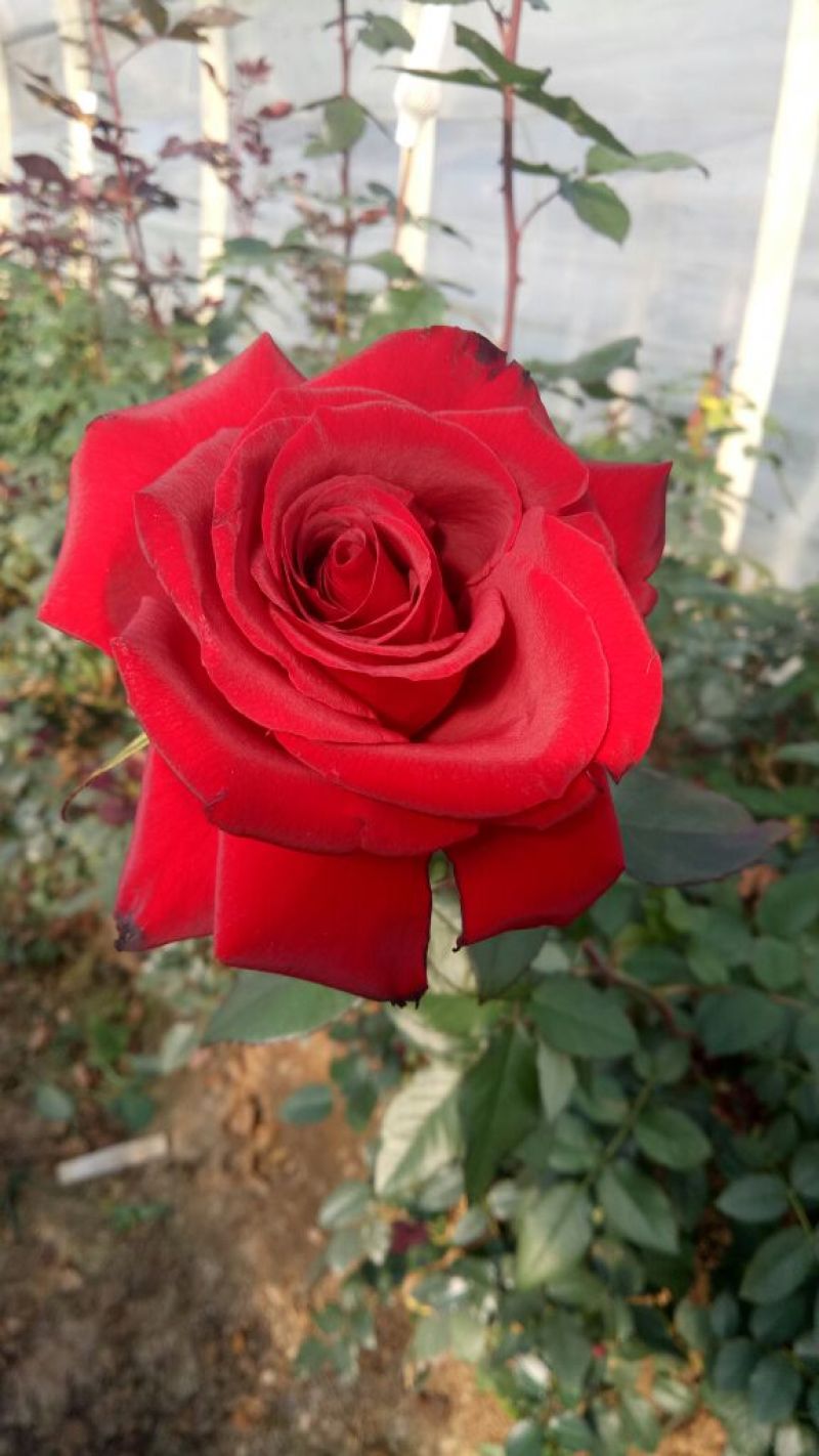 月季苗玫瑰苗花色多，品种全成活率高四季开花