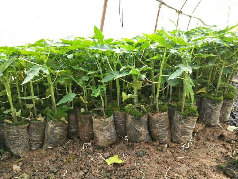 木瓜树苗10~20cm